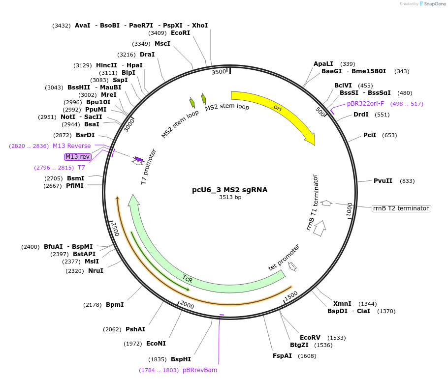92394-plasmid-map-sequence-id-191866