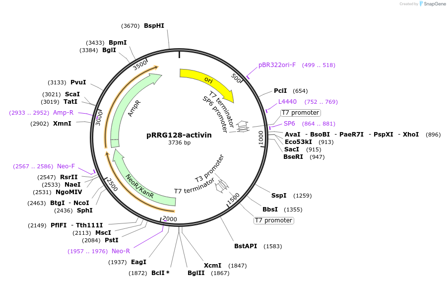 99075-plasmid-map-sequence-id-191873