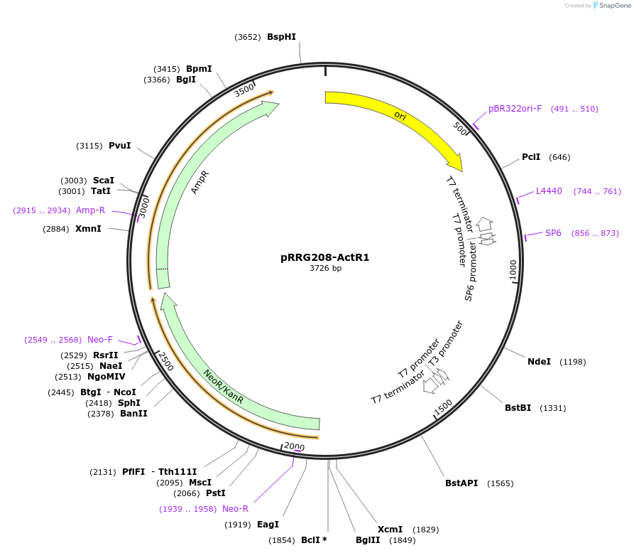 99077-plasmid-map-sequence-id-191875