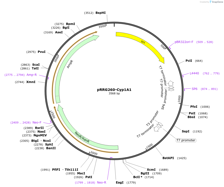 99081-plasmid-map-sequence-id-191879