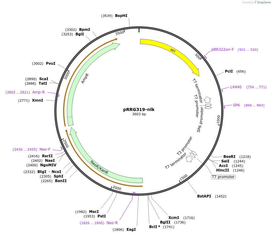 99082-plasmid-map-sequence-id-191880