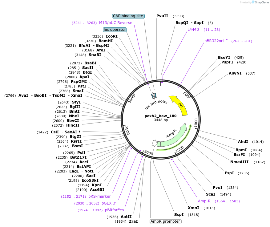 89671-plasmid-map-sequence-id-191883