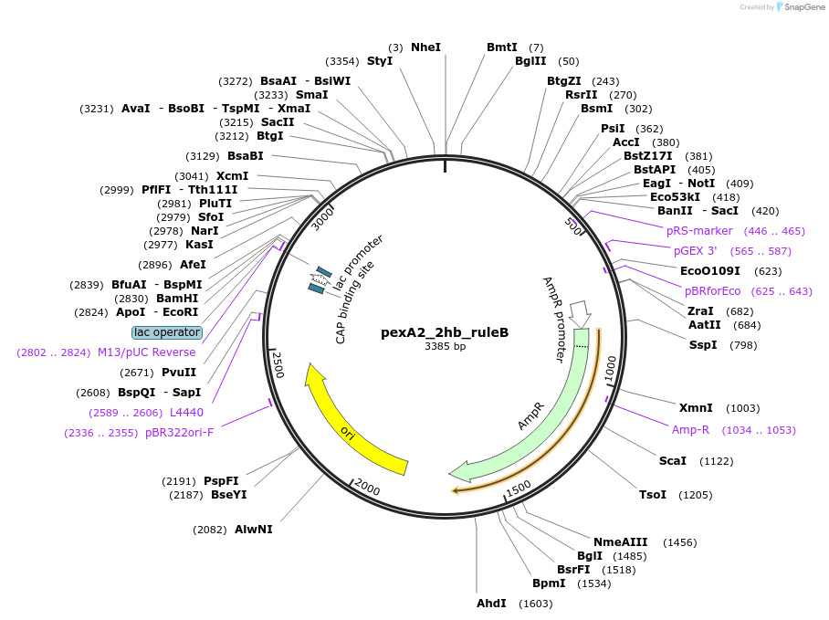 89670-plasmid-map-sequence-id-191884