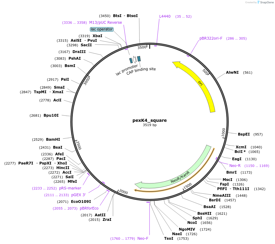 89674-plasmid-map-sequence-id-191885