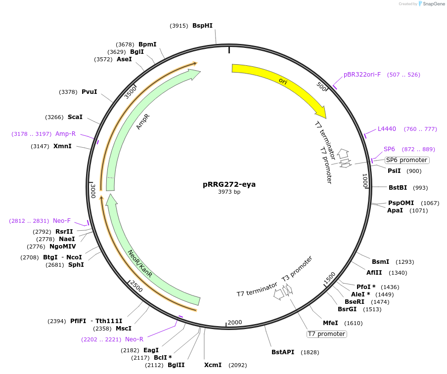 99085-plasmid-map-sequence-id-191886
