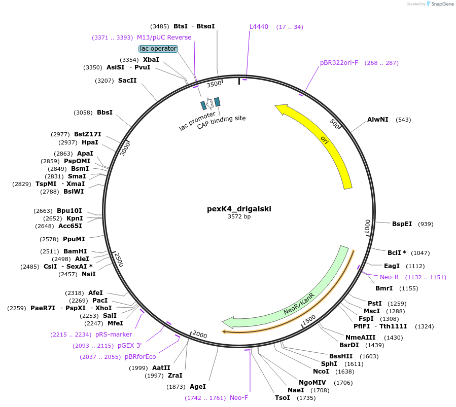 89676-plasmid-map-sequence-id-191887