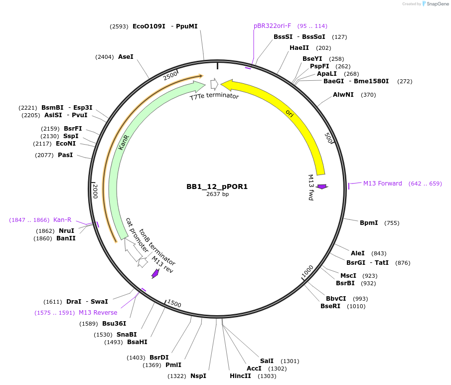 98502-plasmid-map-sequence-id-191888