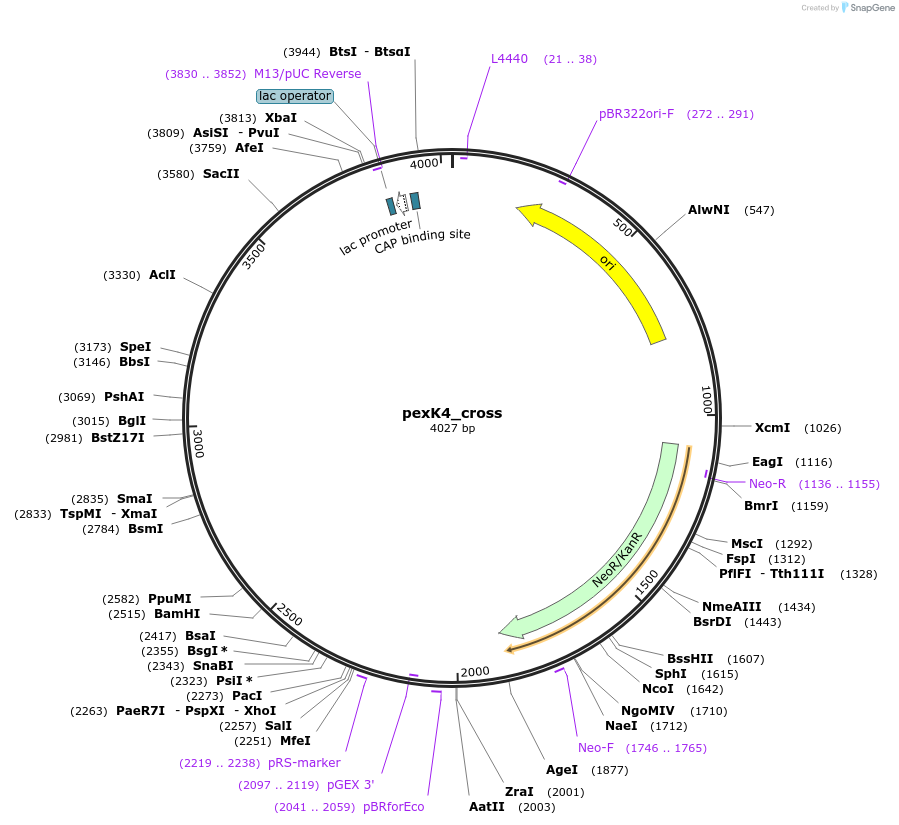 89677-plasmid-map-sequence-id-191889