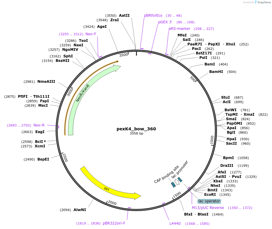 89673-plasmid-map-sequence-id-191890