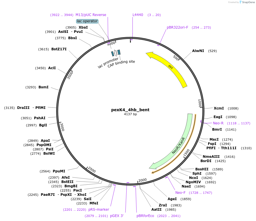 89679-plasmid-map-sequence-id-191891