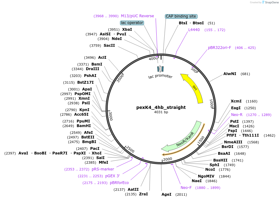 89678-plasmid-map-sequence-id-191892