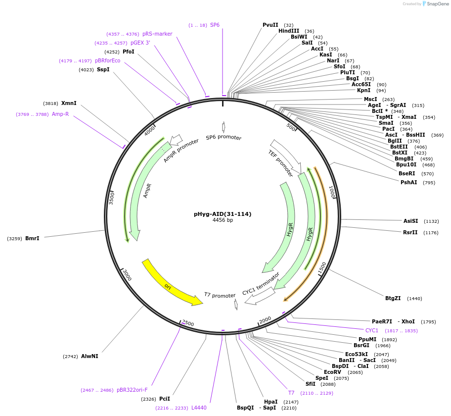99514-plasmid-map-sequence-id-191894