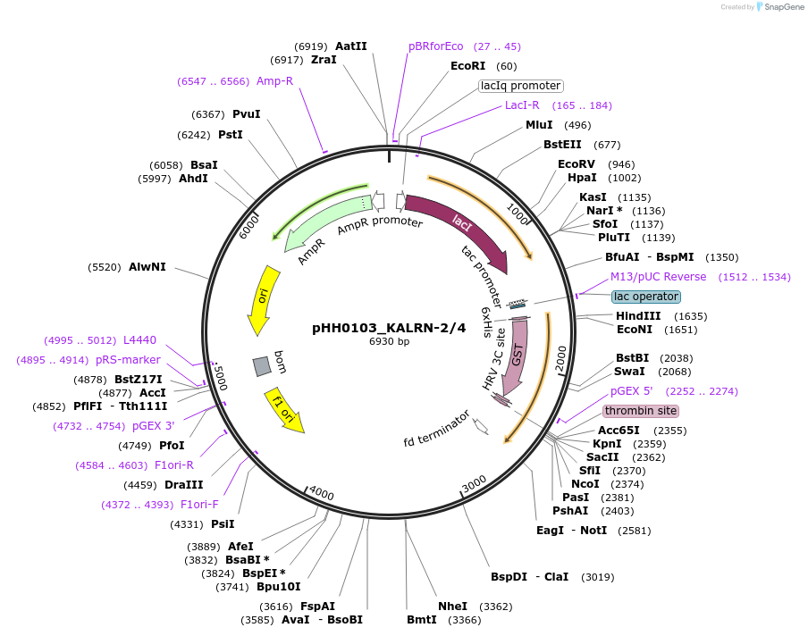 91345-plasmid-map-sequence-id-191896