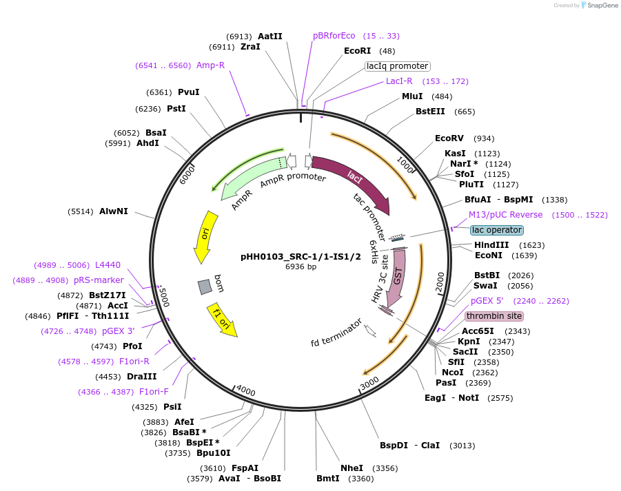 91349-plasmid-map-sequence-id-191900