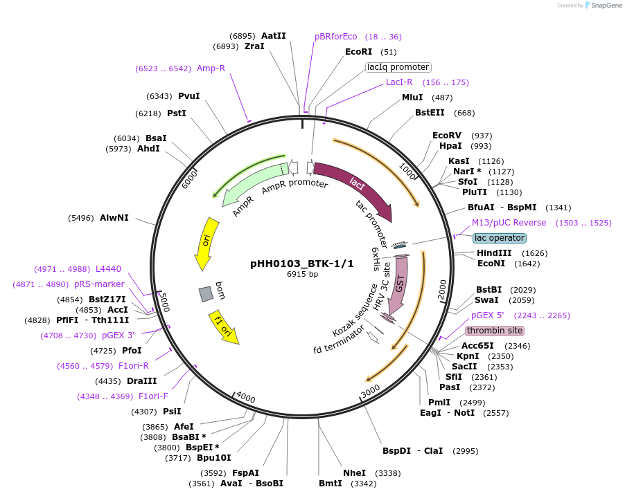 91350-plasmid-map-sequence-id-191901
