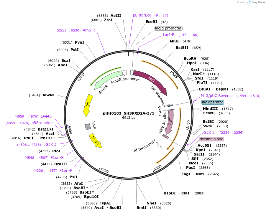 91352-plasmid-map-sequence-id-191905