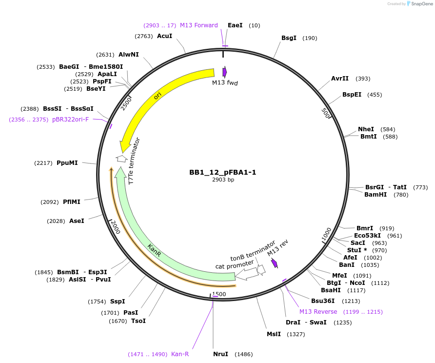 98505-plasmid-map-sequence-id-191919