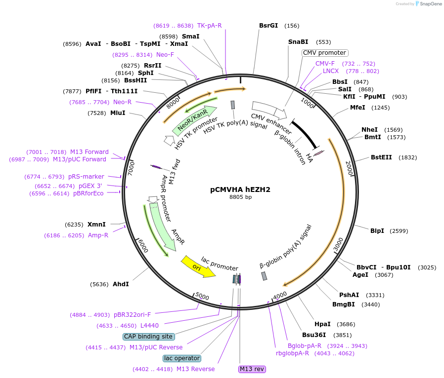 24230-plasmid-map-sequence-id-191925