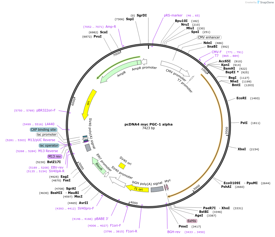 10974-plasmid-map-sequence-id-191926