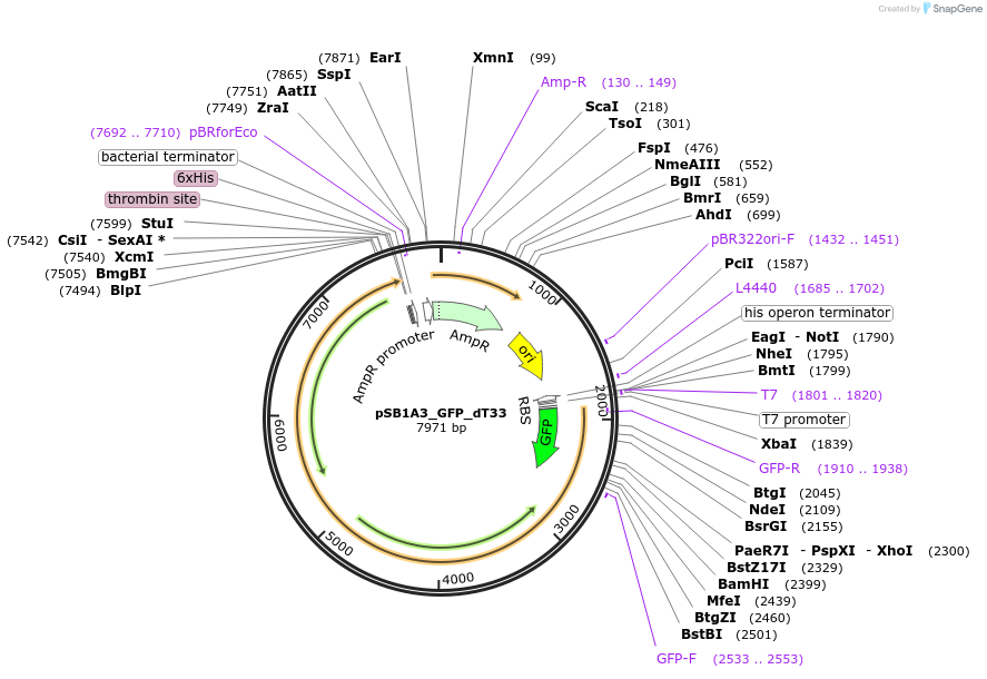 89668-plasmid-map-sequence-id-191927