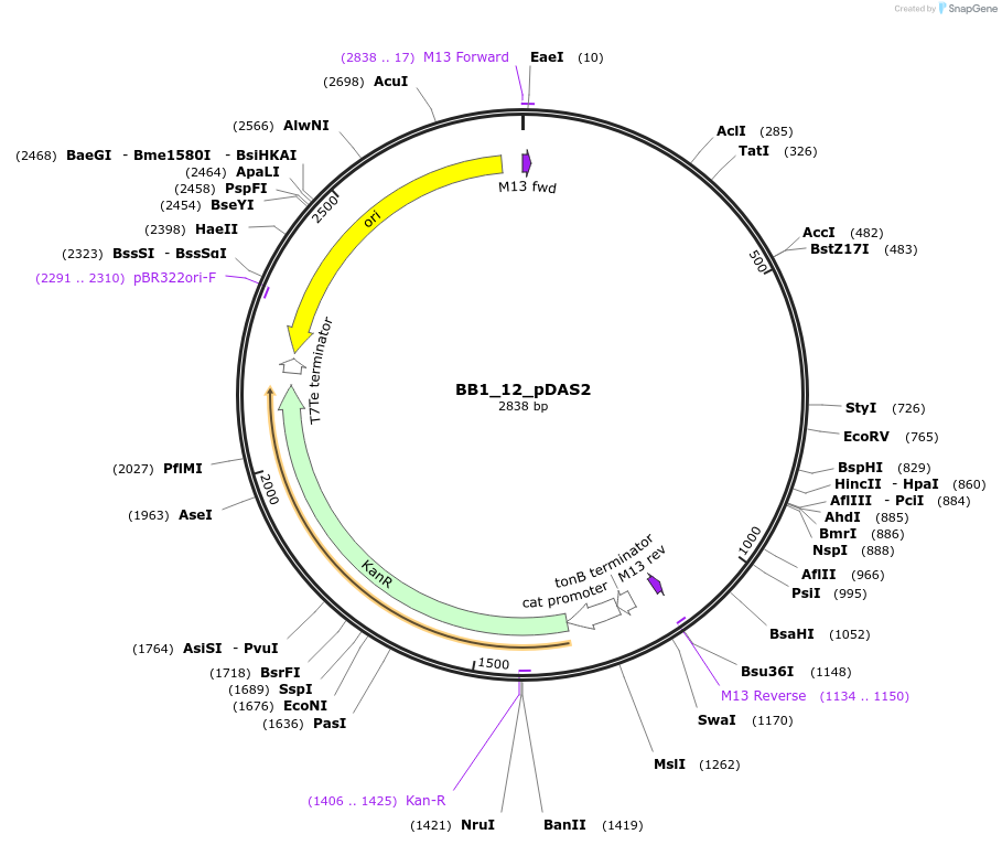 98513-plasmid-map-sequence-id-191944