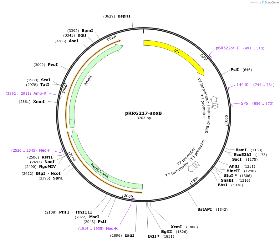 99086-plasmid-map-sequence-id-191946