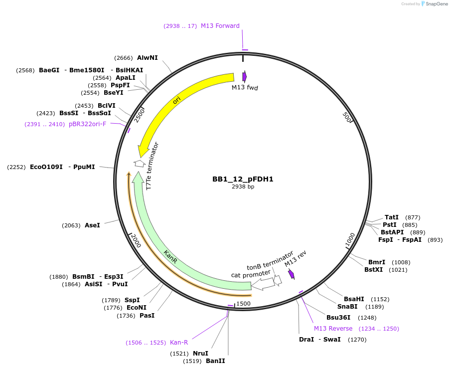 98516-plasmid-map-sequence-id-191950