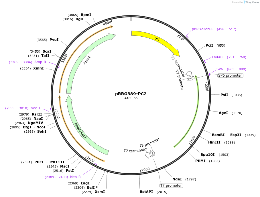 99087-plasmid-map-sequence-id-191953