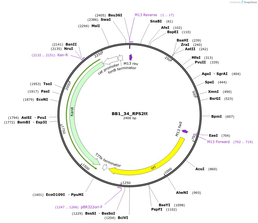 98521-plasmid-map-sequence-id-191959
