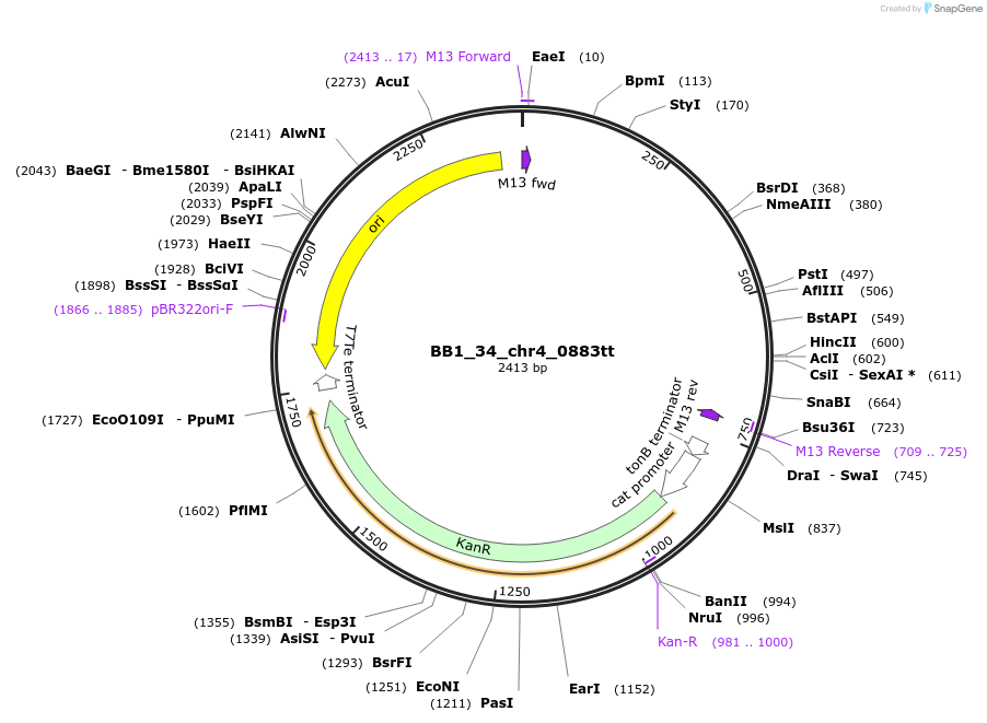 98524-plasmid-map-sequence-id-191963