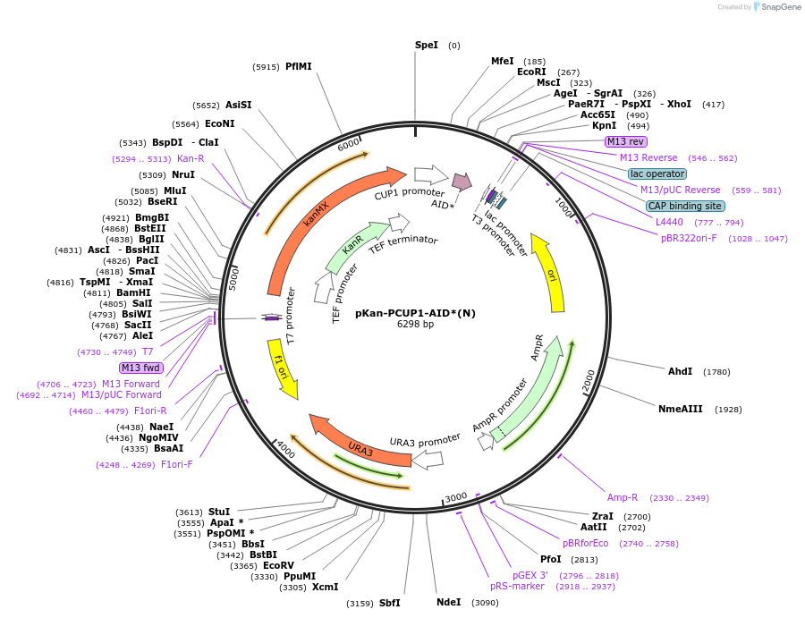 99525-plasmid-map-sequence-id-192007