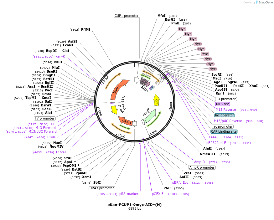 99527-plasmid-map-sequence-id-192009
