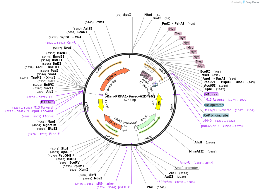 99528-plasmid-map-sequence-id-192010
