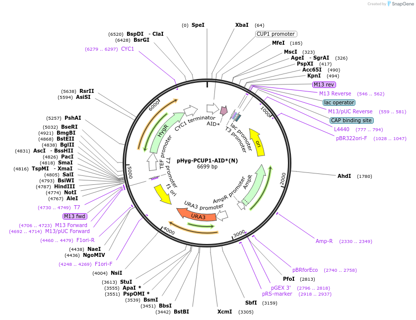 99529-plasmid-map-sequence-id-192013