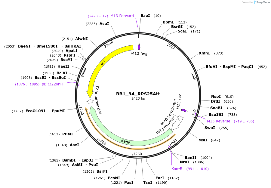 98526-plasmid-map-sequence-id-192016