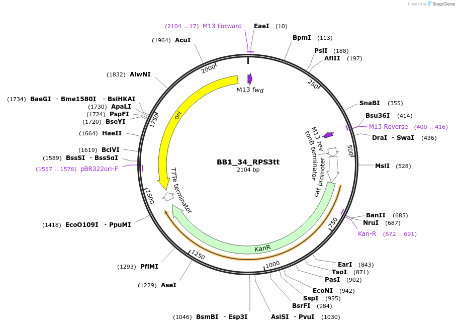 98527-plasmid-map-sequence-id-192017