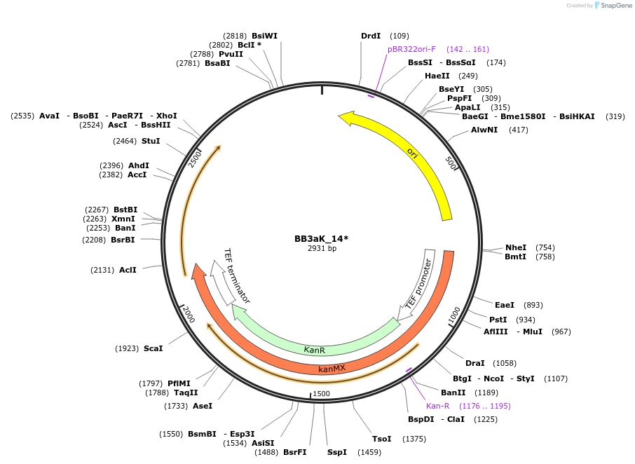 98529-plasmid-map-sequence-id-192020