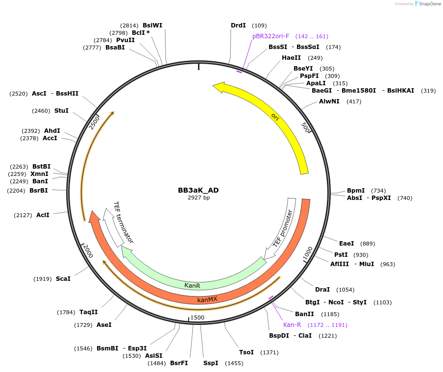 98531-plasmid-map-sequence-id-192024