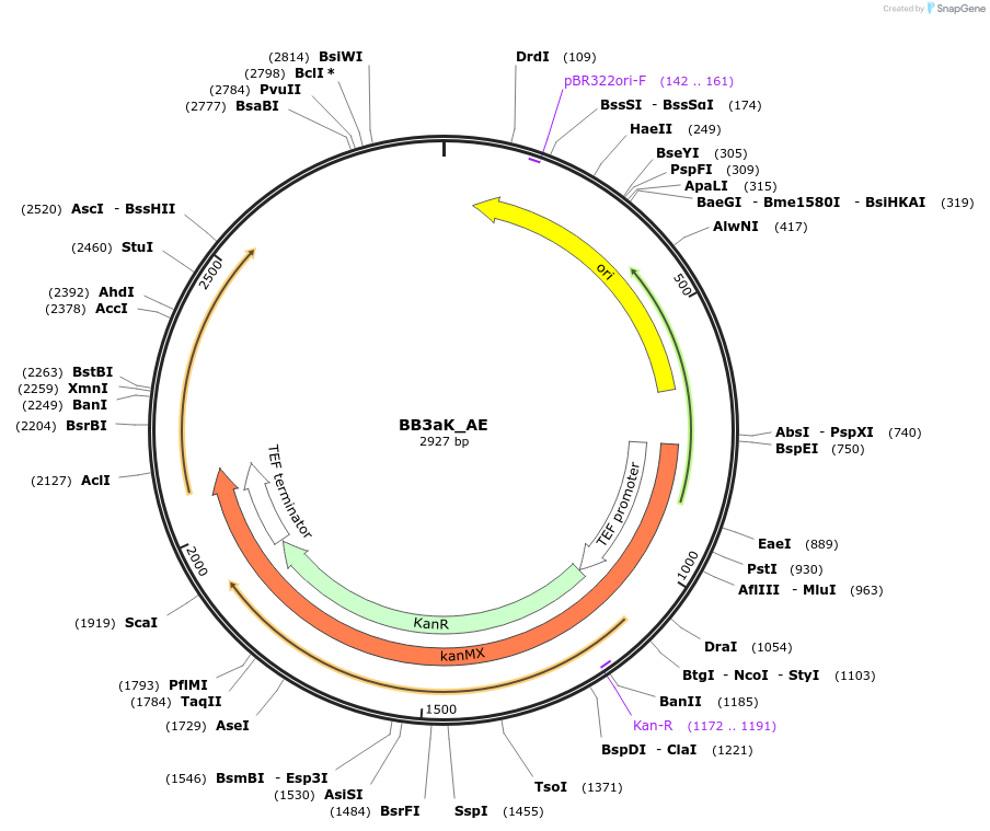 98532-plasmid-map-sequence-id-192027