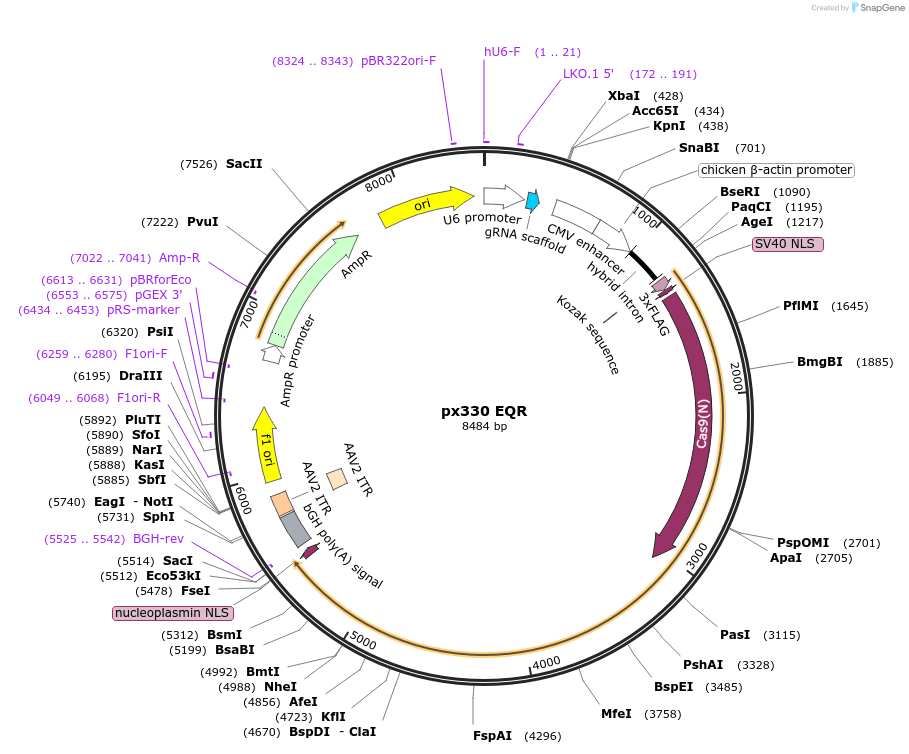 101733-plasmid-map-sequence-id-192071
