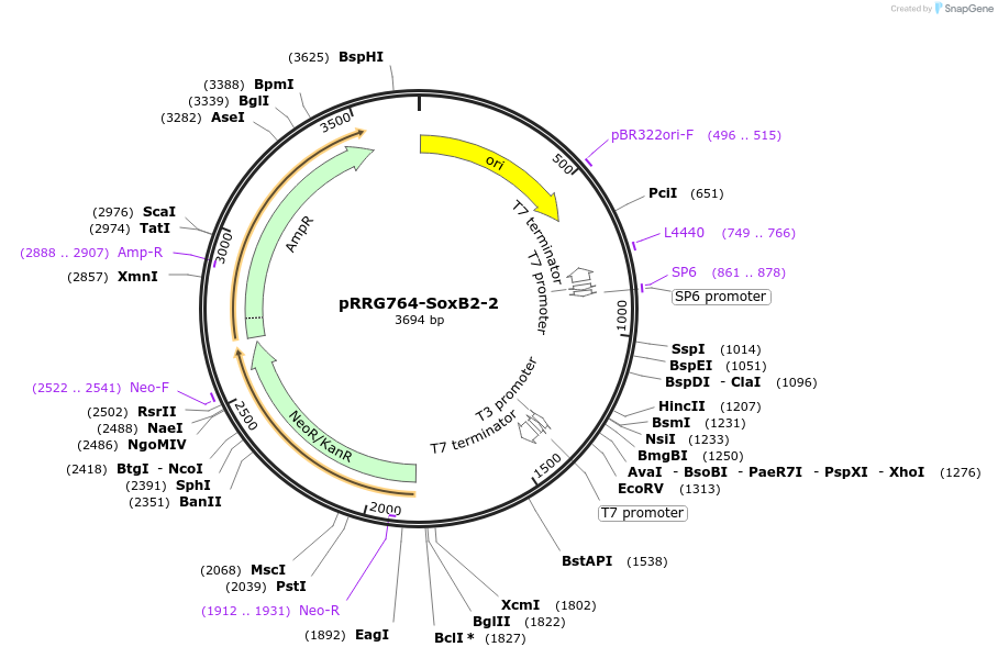 99088-plasmid-map-sequence-id-192085