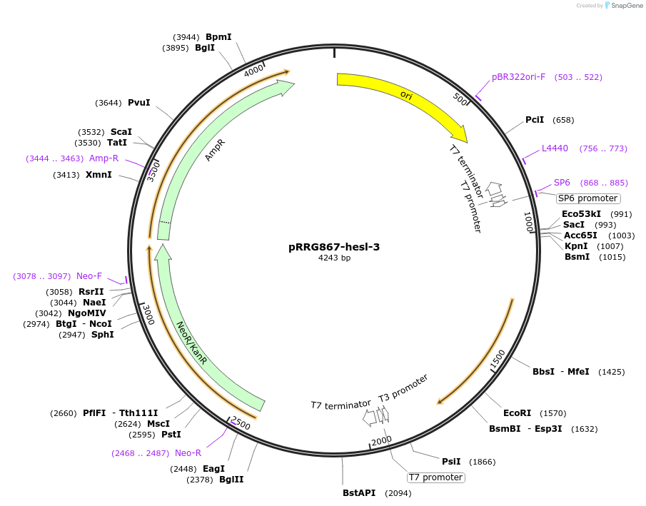 99090-plasmid-map-sequence-id-192089
