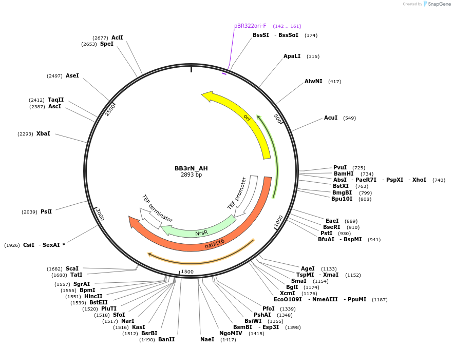 98556-plasmid-map-sequence-id-192093