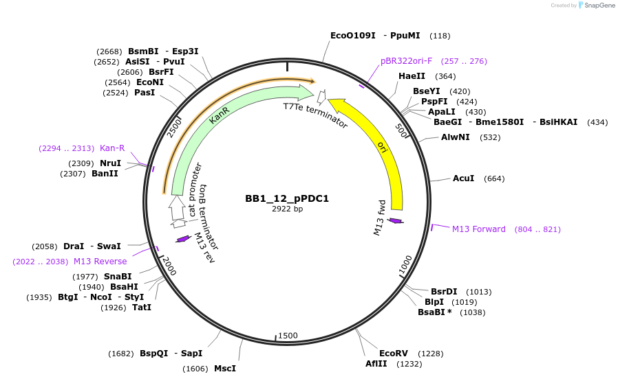 98501-plasmid-map-sequence-id-192094