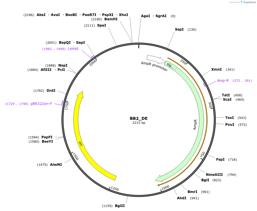 98537-plasmid-map-sequence-id-192097