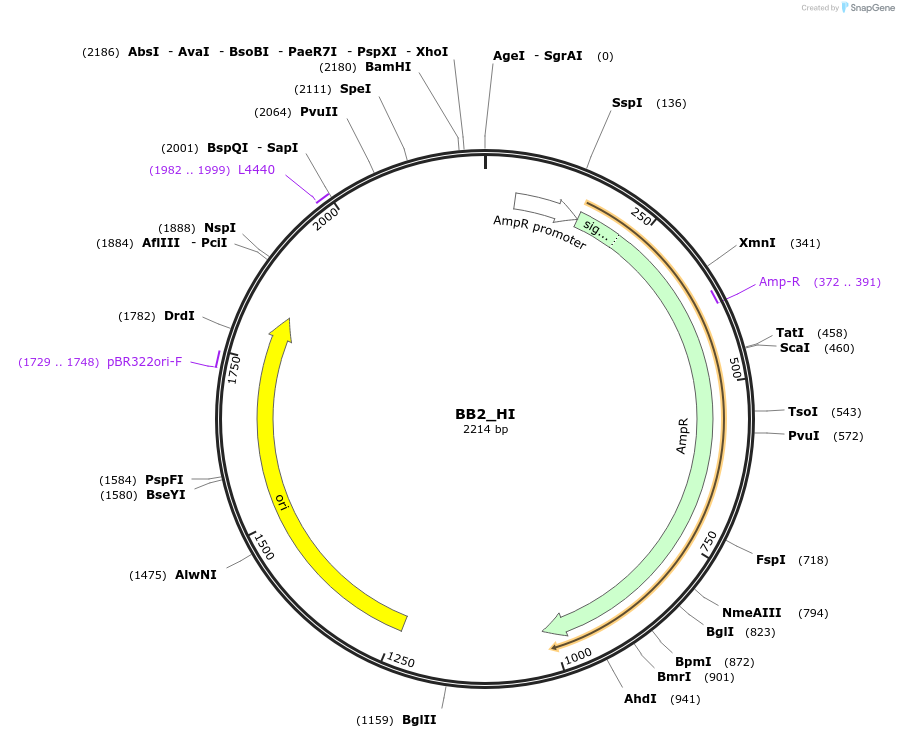 98541-plasmid-map-sequence-id-192098