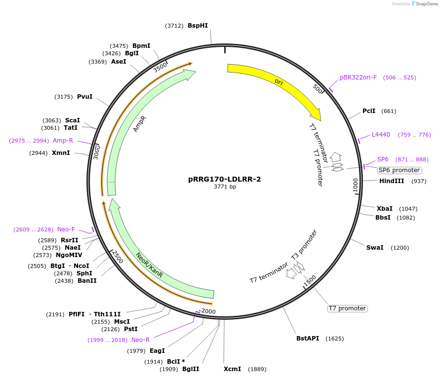 99094-plasmid-map-sequence-id-192101