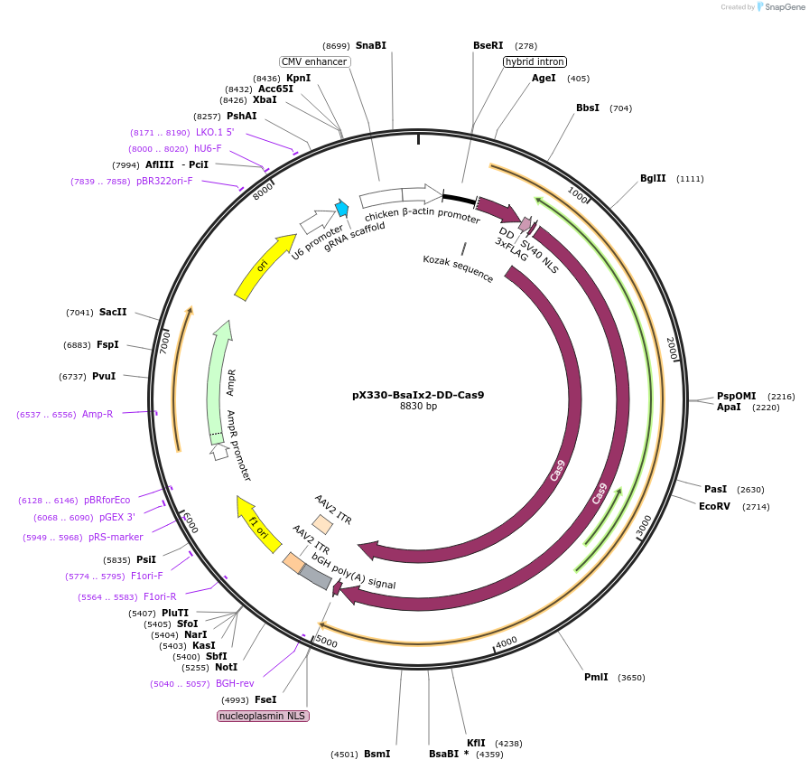 75380-plasmid-map-sequence-id-192102