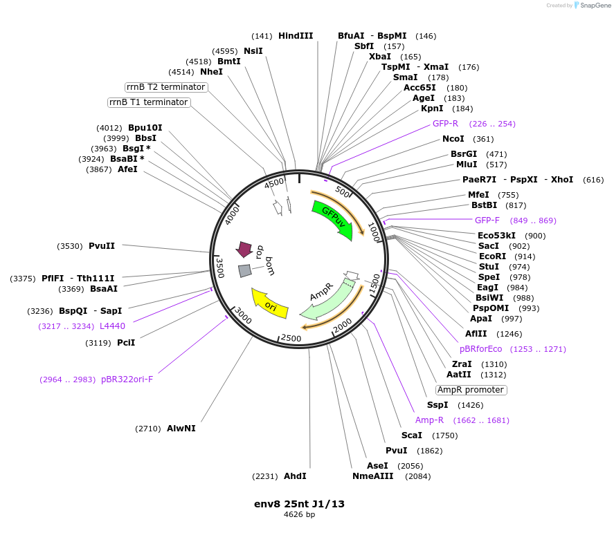 99836-plasmid-map-sequence-id-192116