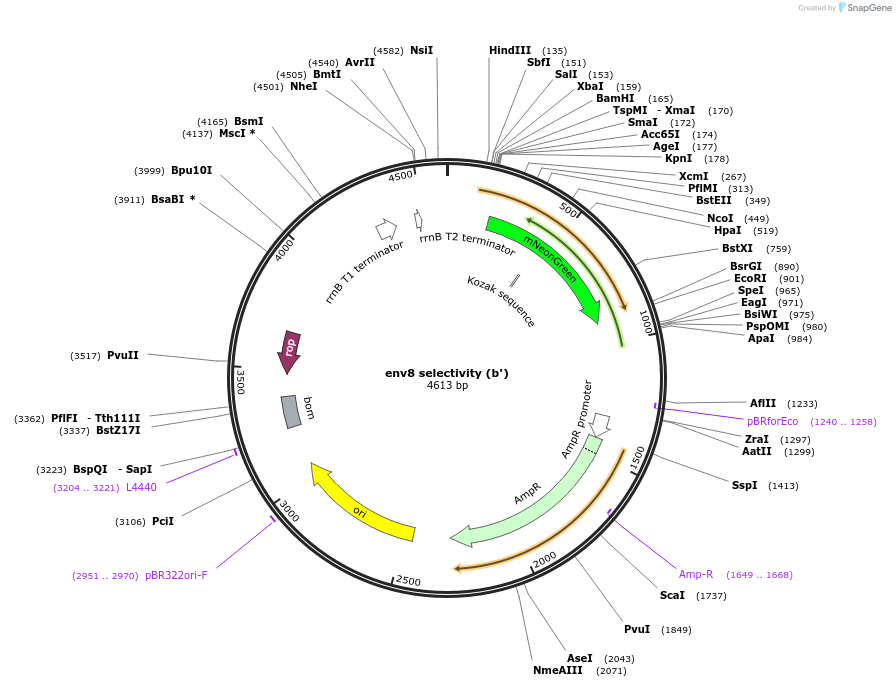 99837-plasmid-map-sequence-id-192118